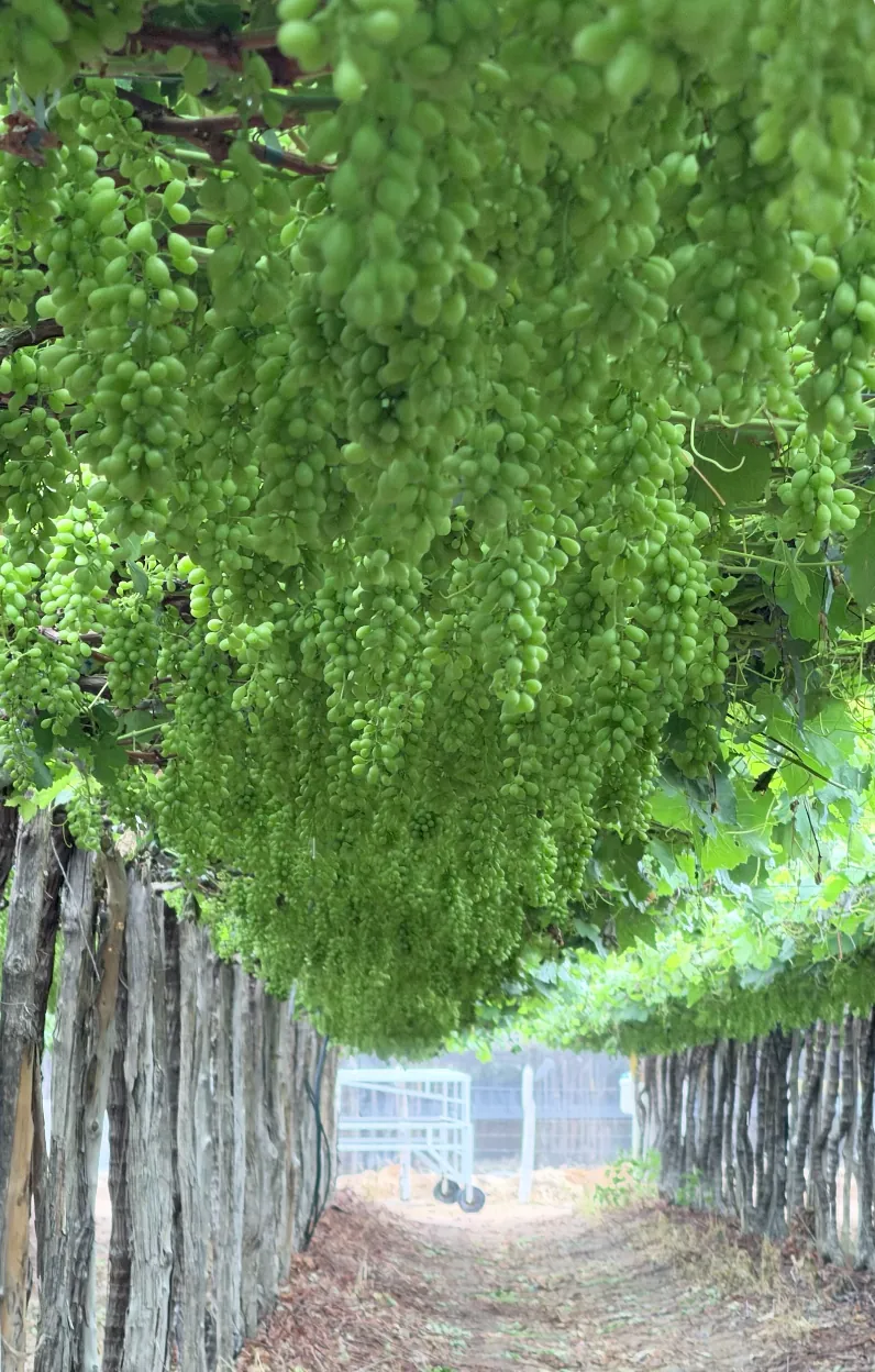 Fileira de videiras na Fazenda Petrolina