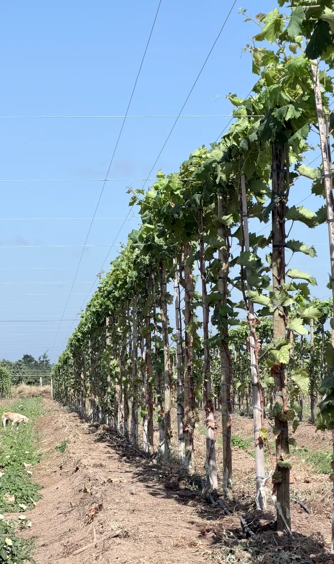 Cachos de uva na Fazenda Petrolina